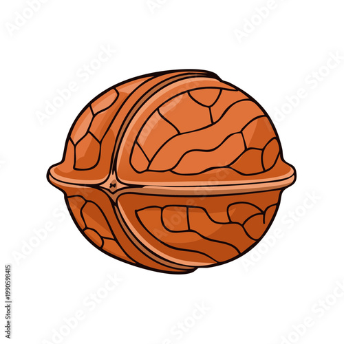 Whole Uncracked Walnut Illustrative Food Element Isolated on White Background