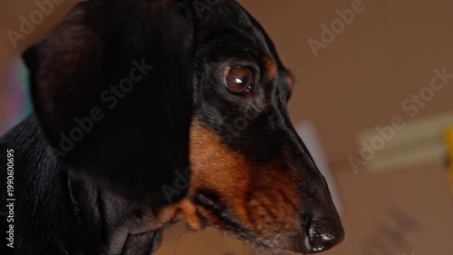Dachshund dog looking down attentively while writing with marker indoors, creative intelligent breed portrait, clever pet lifestyle, expressive canine close scene.