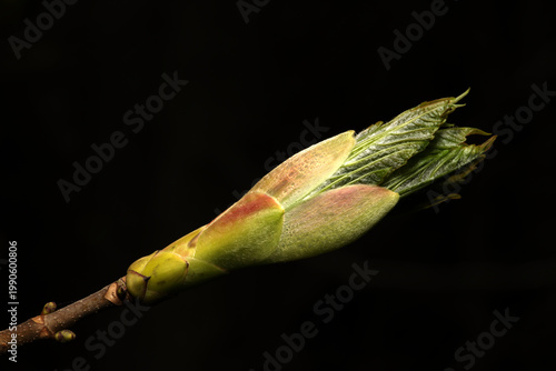 eine sich öffnende Knospe der Hainbuche (Carpinus betulus)