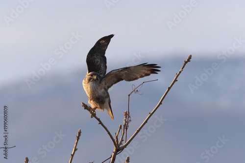 飛び立つノスリ