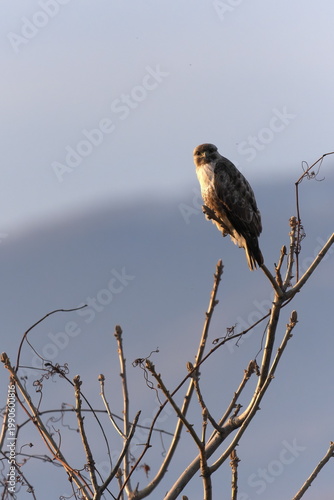 木にとまってこちらを見ているノスリ