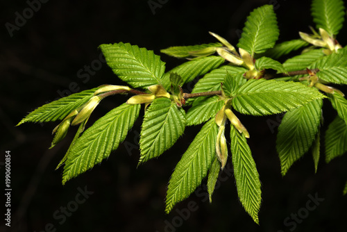junge Blätter einer Hainbuche (Carpinus betulus)