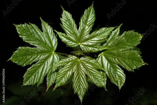 junge Blätter eines Spitzahorns (Acer platanoides)