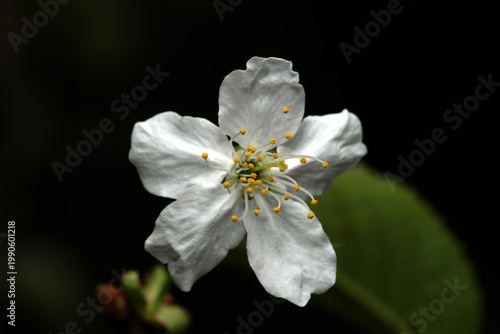 Kirschblüte (Prunus avium oder Prunus cerasus)