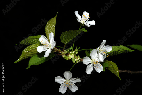 Kirschzweigs (Prunus avium oder Prunus cerasus) mit mehreren voll aufgeblühten Kirschblüten