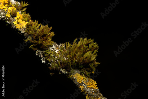 Kleiner Ast mit Moos und Flechten