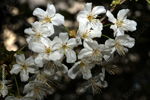 Kirschblüte (Prunus avium oder Prunus cerasus)