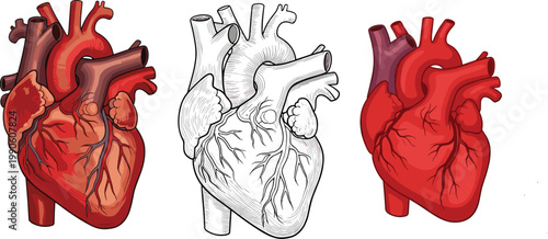 Human heart illustration set with realistic and outline styles, anatomical organ design for medical education healthcare and biology concept