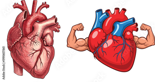 Human heart realistic and strong muscular heart illustration, anatomy and health concept showing strength fitness and cardiovascular power