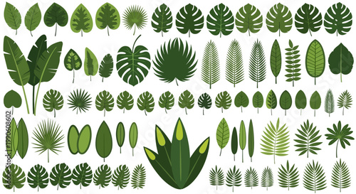 Collection of various tropical palm leaves and exotic foliage illustrations in different shapes and shades of green