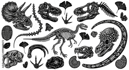 Collection of Fossilized Dinosaur Skeletons, Skulls, Footprints, and Ancient Plant Remains for Paleontology and Prehistoric Life Exploration