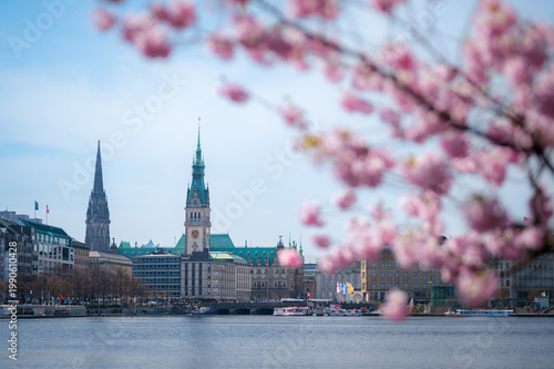 Rosa Blütenpracht in der Hamburger InnenstadtHamburg, Kirschblüte, Binnenalster, Rathaus, Frühling, Deutschland, Alster, Kirschbaum, Stadtansicht, Tourismus, Reiseziel, Blüte, Rosa, Himmel, Architektu