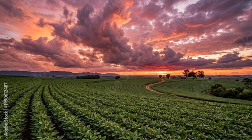 Rolling Fields Under a Fiery Sky: An expansive field of crops stretches towards the horizon, where a dramatic sunset paints the sky with fiery hues.