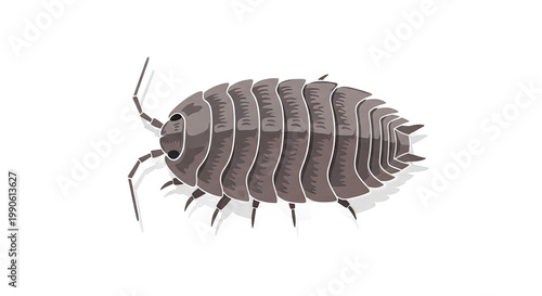 Closeup of an Armadillo Isopod Crustacean.