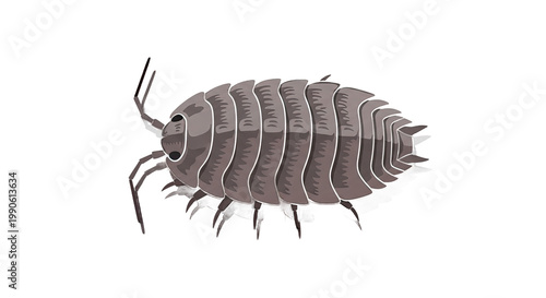 Isopod crustacean side view illustration.
