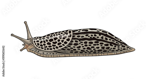 Detailed illustration of a spotted slug 1.