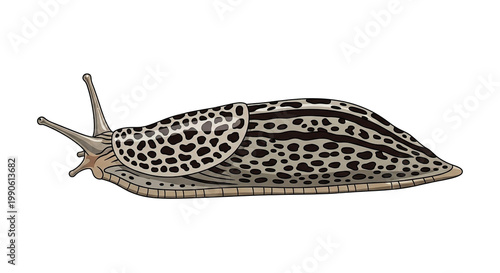 Detailed illustration of a spotted slug.