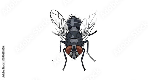 Close up of a black fly.