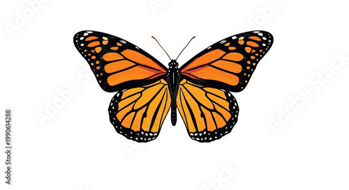 Monarch Butterfly Wings Spread Wide Open.