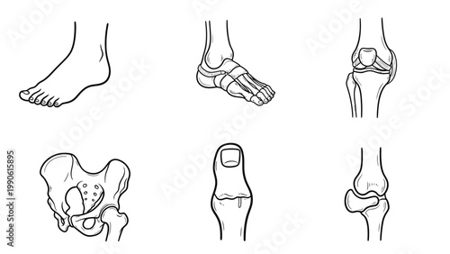 Medical Line Art Icons: Human Lower Body Anatomy. Foot, Ankle, Knee, Hip, Toe Joints & Bones, Orthopedic Illustrations