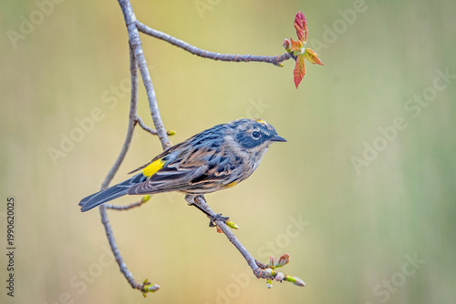 Yellow-rumped Warbler Sitting on Tree Branch