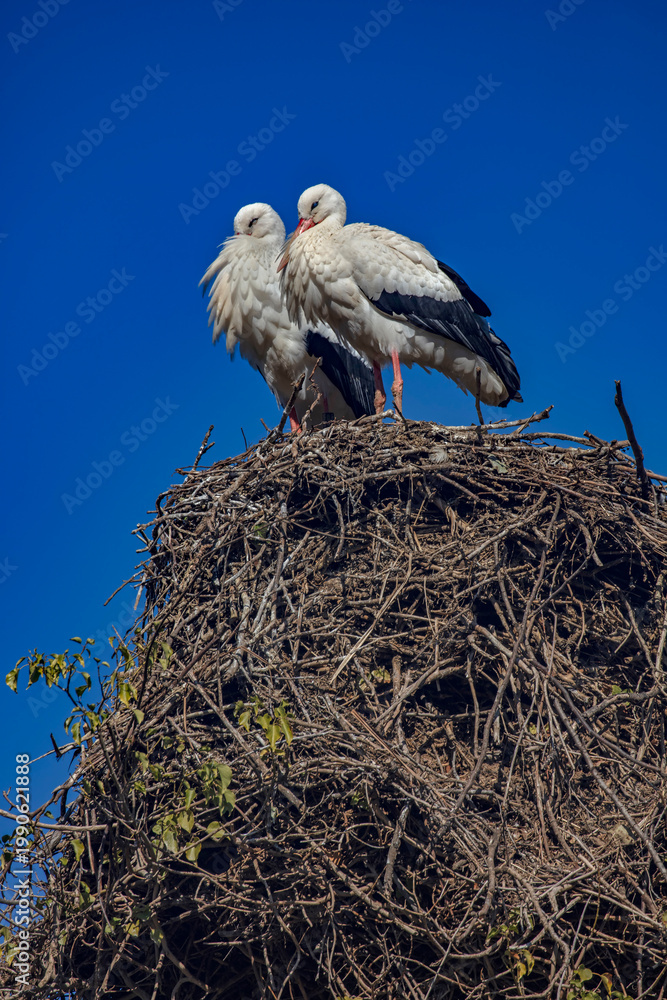 Fototapeta premium White storks couple on the nest near the pond. Latin name - Ciconia ciconia