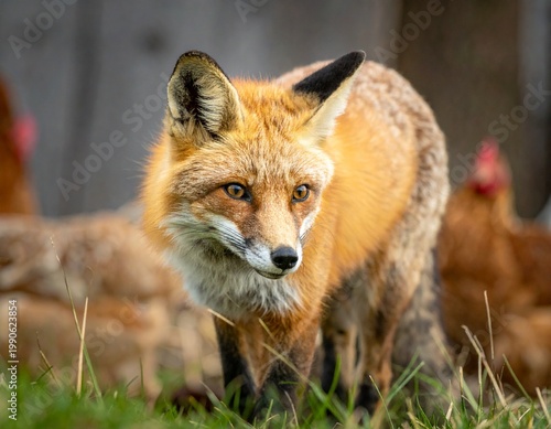 Cunning fox near chicken coop representing strategy, risk and hidden threat