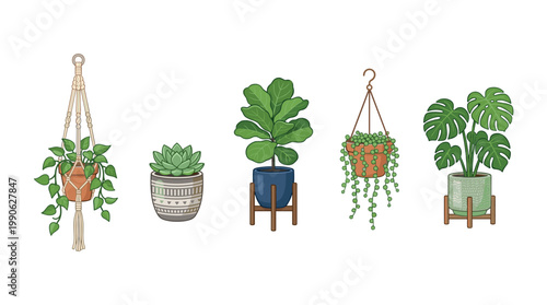Various potted houseplants and succulents are beautifully arranged in an illustrative style, showcasing popular indoor greenery for home decor and botanical themes.