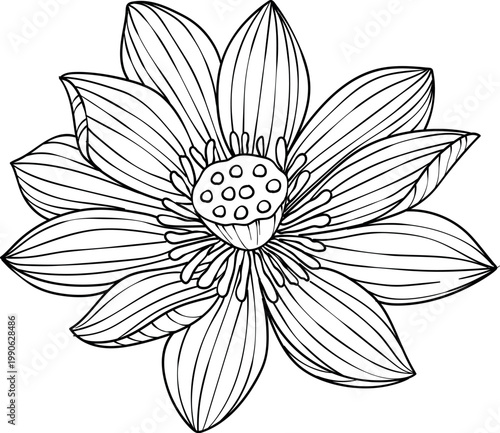 Hand-drawn lotus flowers , black and white vector illustration in linear style, isolated on white background. Botanical floral collection for coloring books, wedding invitations, and zen design.