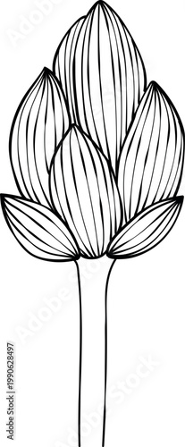 Hand-drawn lotus flowers , black and white vector illustration in linear style, isolated on white background. Botanical floral collection for coloring books, wedding invitations, and zen design.
