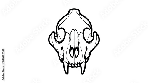 An illustration of a wild boar skull on a white background with tusks visible.