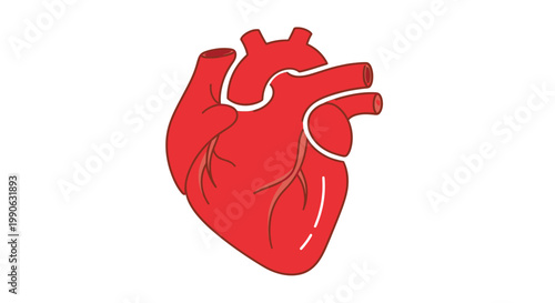 Simple, stylized red heart with defined chambers and major blood vessels