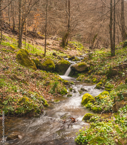 Fotografia Water flows through a green forest with rocks and trees during a cloudy day in e