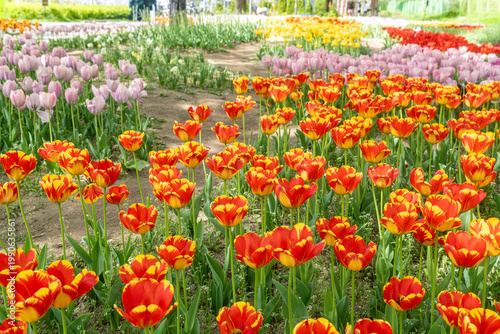 Seoul, South Korea - Apr. 19, 2026 : Beautiful red and yellow tulips in full bloom at Yongbi-swimteo garden, Seoul.