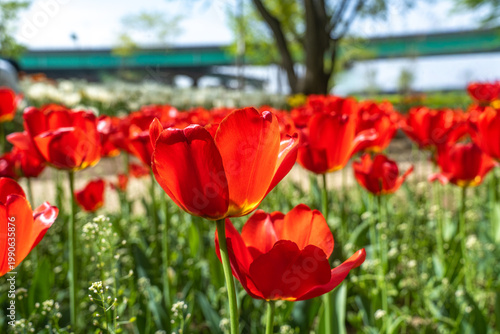 Seoul, South Korea - Apr. 19, 2026 : Beautiful red and yellow tulips in full bloom at Yongbi-swimteo garden, Seoul.