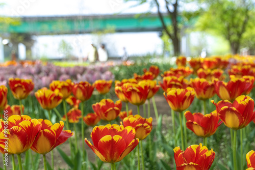 Seoul, South Korea - Apr. 19, 2026 : Beautiful red and yellow tulips in full bloom at Yongbi-swimteo garden, Seoul.