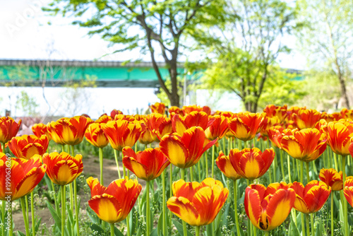 Seoul, South Korea - Apr. 19, 2026 : Beautiful red and yellow tulips in full bloom at Yongbi-swimteo garden, Seoul.