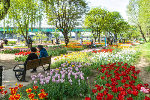 Seoul, South Korea - Apr. 19, 2026 : Beautiful red and yellow tulips in full bloom at Yongbi-swimteo garden, Seoul.