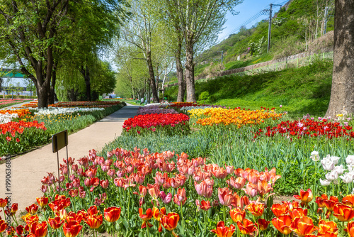 Seoul, South Korea - Apr. 19, 2026 : Beautiful red and yellow tulips in full bloom at Yongbi-swimteo garden, Seoul.