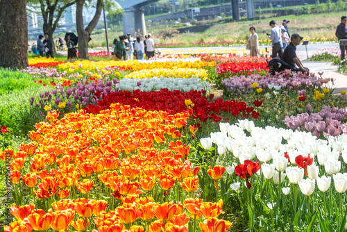 Seoul, South Korea - Apr. 19, 2026 : Beautiful red and yellow tulips in full bloom at Yongbi-swimteo garden, Seoul.