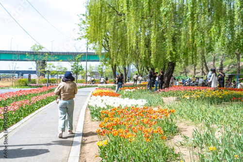Seoul, South Korea - Apr. 19, 2026 : Beautiful red and yellow tulips in full bloom at Yongbi-swimteo garden, Seoul.