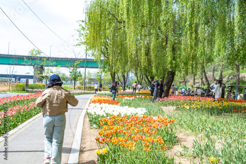 Seoul, South Korea - Apr. 19, 2026 : Beautiful red and yellow tulips in full bloom at Yongbi-swimteo garden, Seoul.