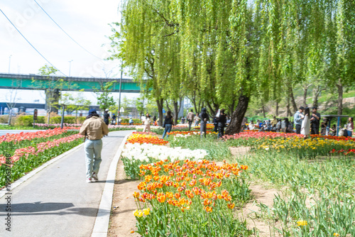 Seoul, South Korea - Apr. 19, 2026 : Beautiful red and yellow tulips in full bloom at Yongbi-swimteo garden, Seoul.