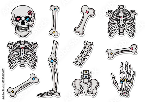 Human skeleton bones and skull.