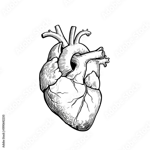 Anatomical Human Heart Vector Illustration in Vintage Engraving Style
