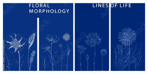 Floral morphology a study of flower forms and their development