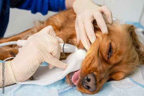 Photos Veterinarian wearing medical gloves carefully performing a teeth cleaning proced