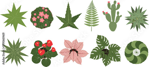 Botanical foliage illustration, tropical leaves, cactus flowers, fern plant, fruit bearing shrub, spiral greenery, decorative nature design, plant diversity artwork