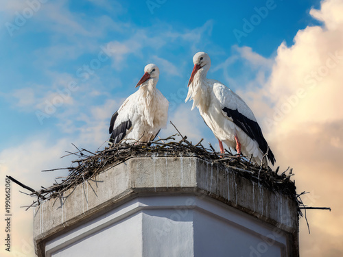 White stork couple in their nest on a chimney