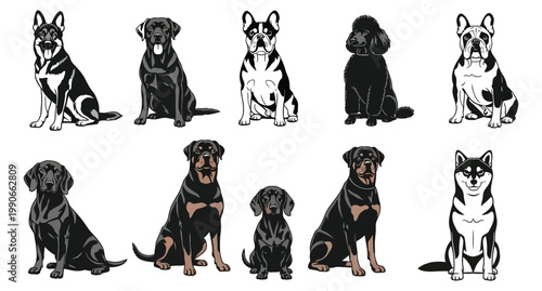 Diverse collection of dog breeds a silhouette and full color canine portrait gallery